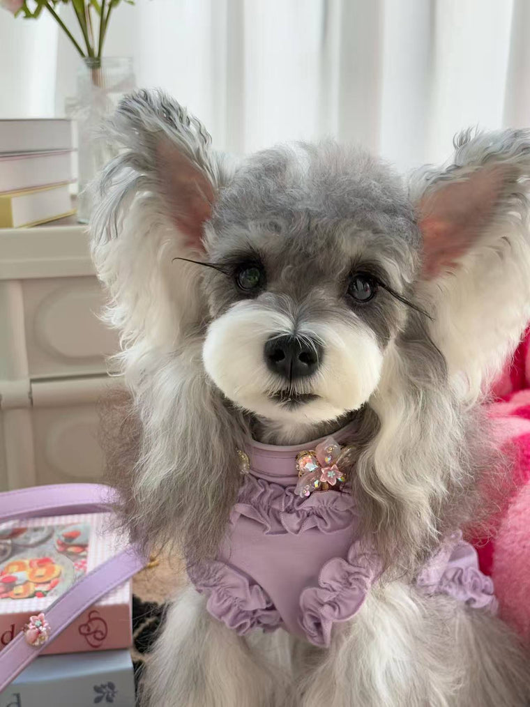 Your Pet's Collar Should Change as Much as They Do