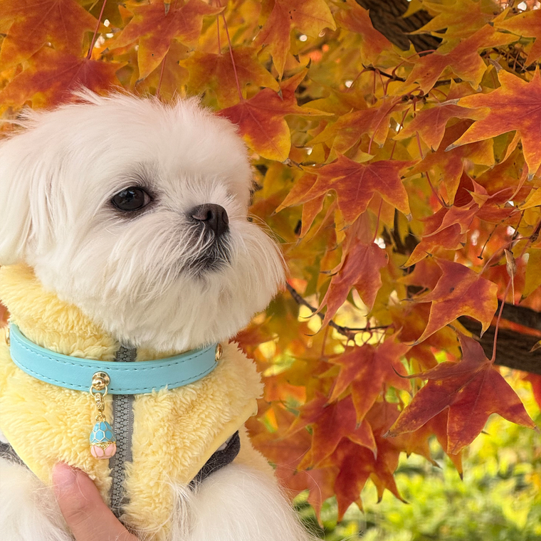 One Collar, A Different Look Every Day
