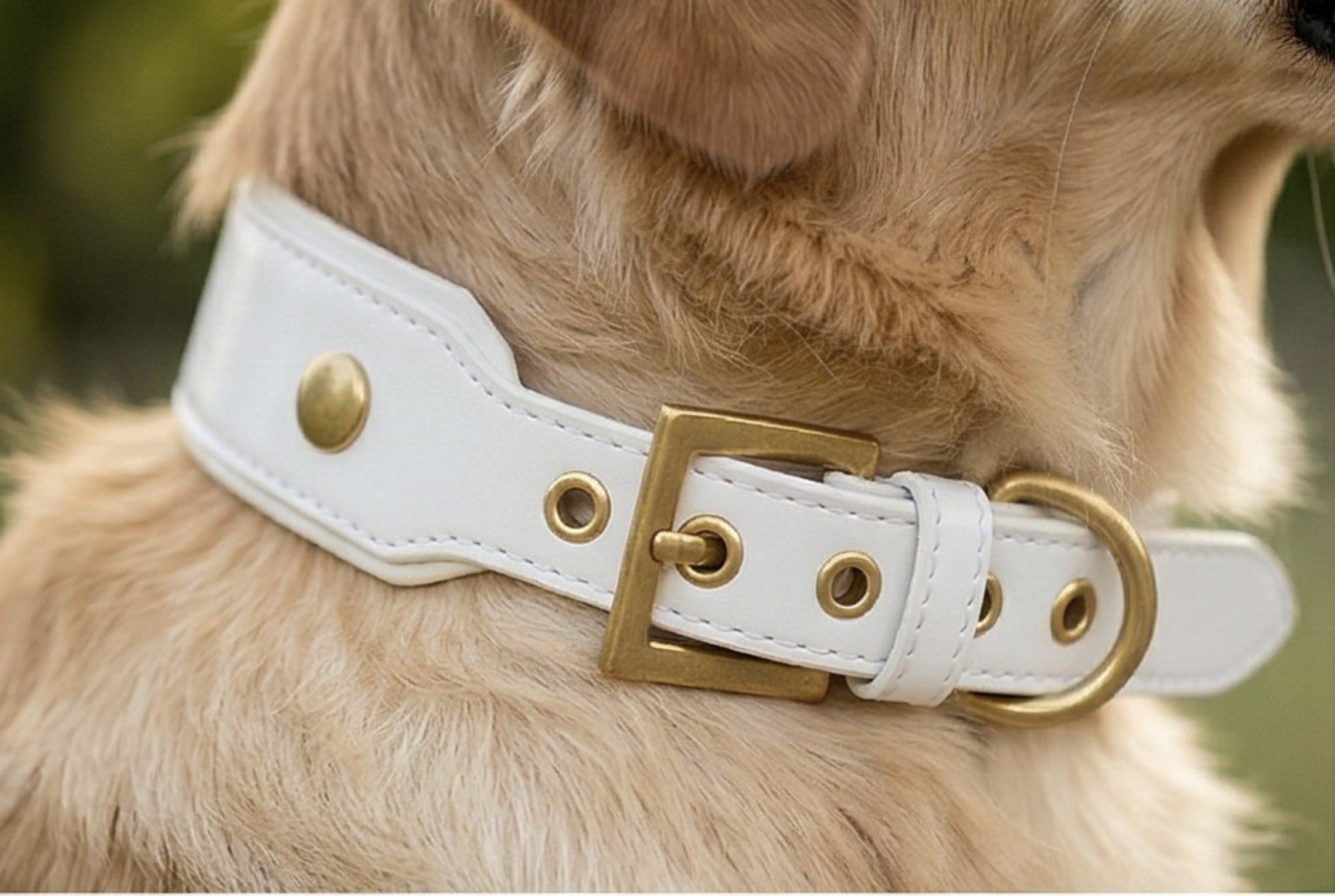 White & Gold Dog Collar
