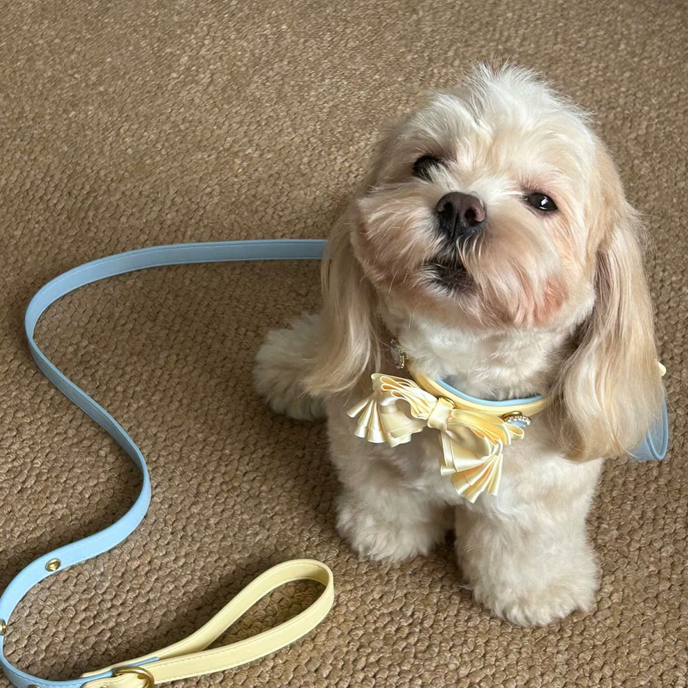 Customer pet wearing a cream and blue Tail & Whisker collar