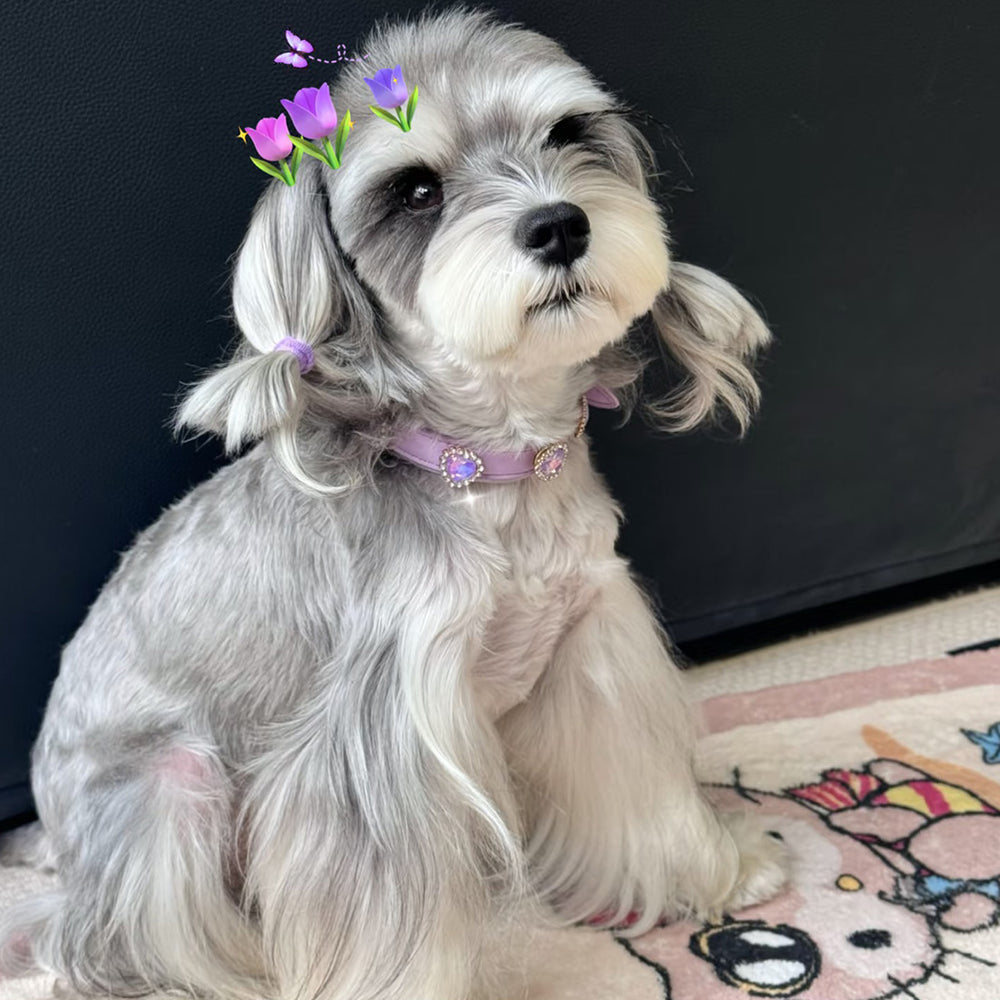 Customer pet styled with Tail & Whisker accessories