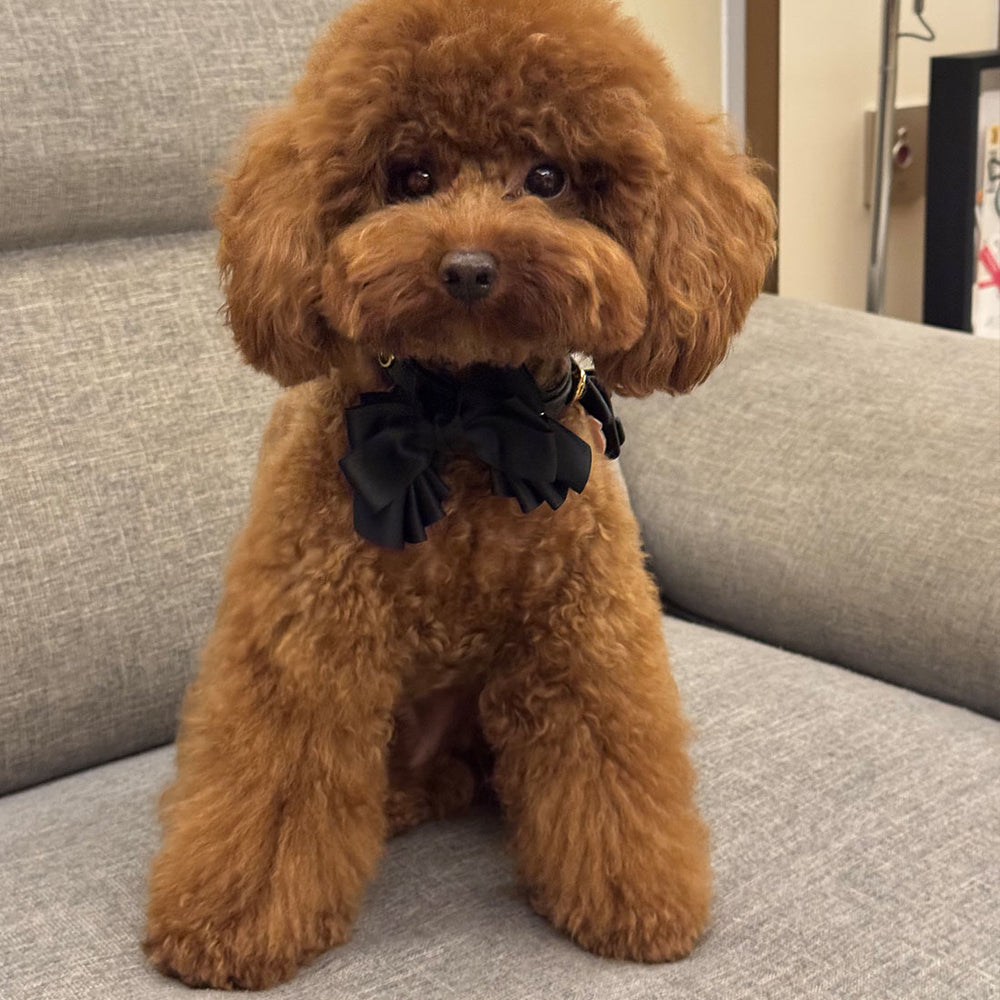 Customer pet styled with Tail & Whisker accessories