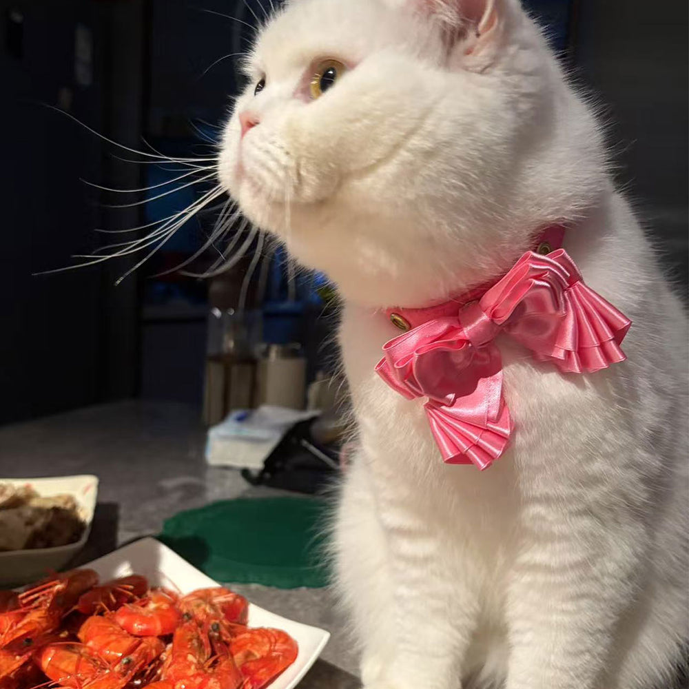 Customer pet styled with Tail & Whisker accessories